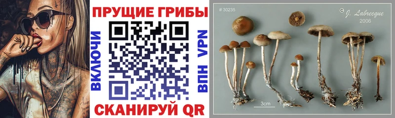 OMG маркетплейс Козловка Псилоцибиновые грибы Psilocybine cubensis